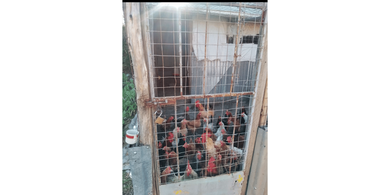 Appeal for donations towards my chicken farm