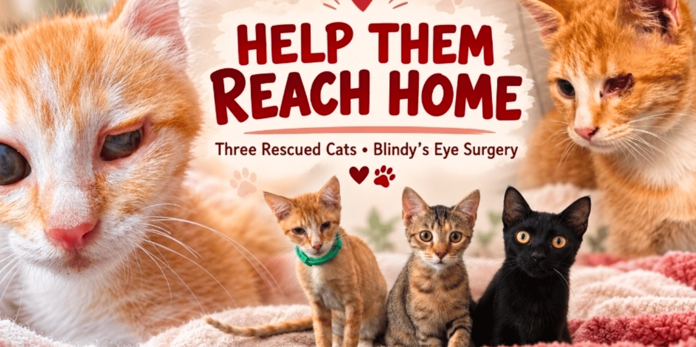 Three Rescue Cats need your help