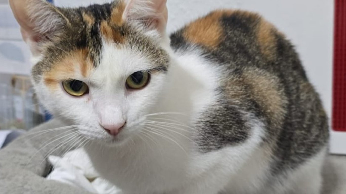 Hilfe für Bambi – gemeinsam schaffen wir ihre Tierarztkosten