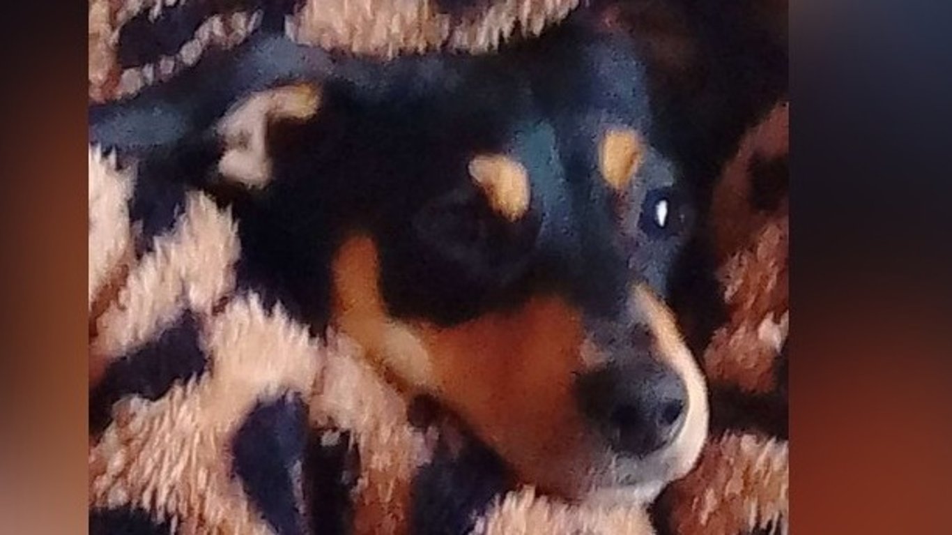 Keeping Our Family Together: Getting Our Small Dog From Cyprus to the UK
