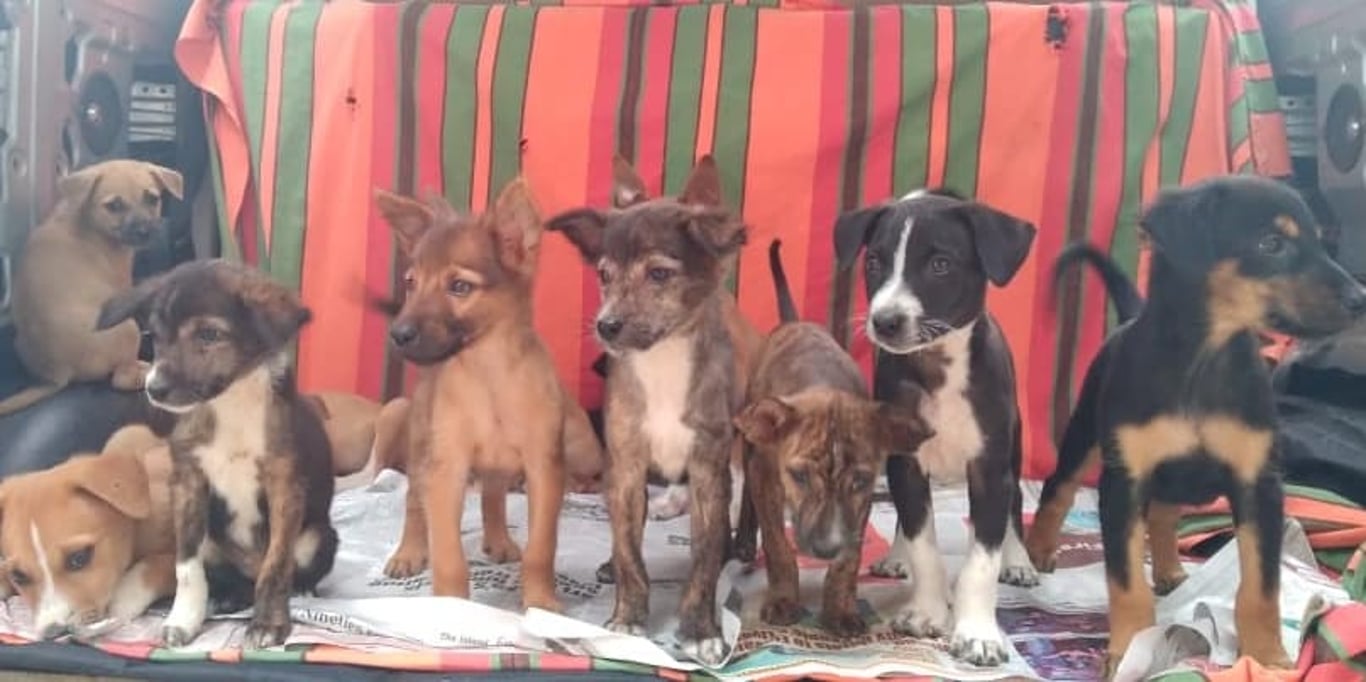 SAVE PAWS WITH ANIMAL WELLNESS TRUST SRI LANKA
