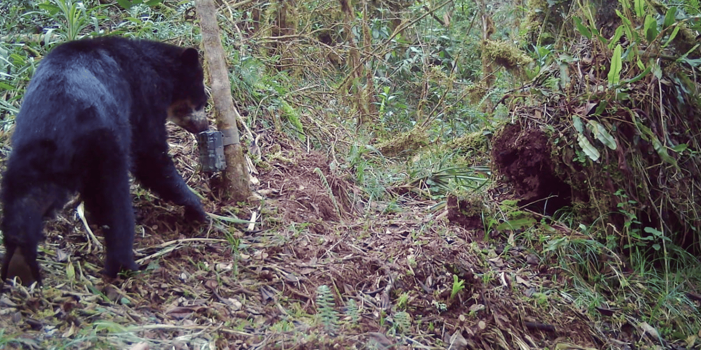 Bonos de Carbono: Protege el Bosque de Páramos y Neblina