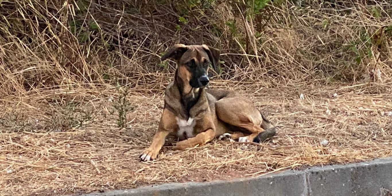 I collect money to buy food for rescue animals in Portugal
