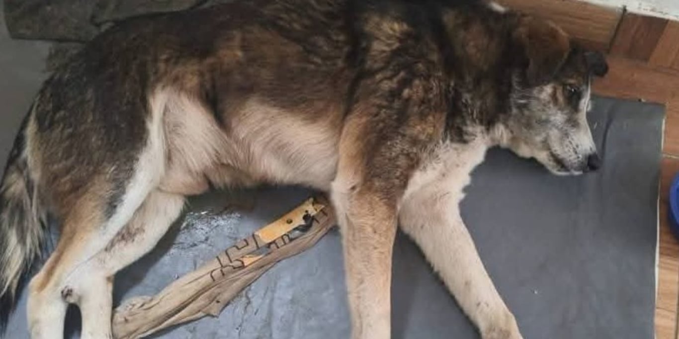 Help with my dog’s surgery  🩷