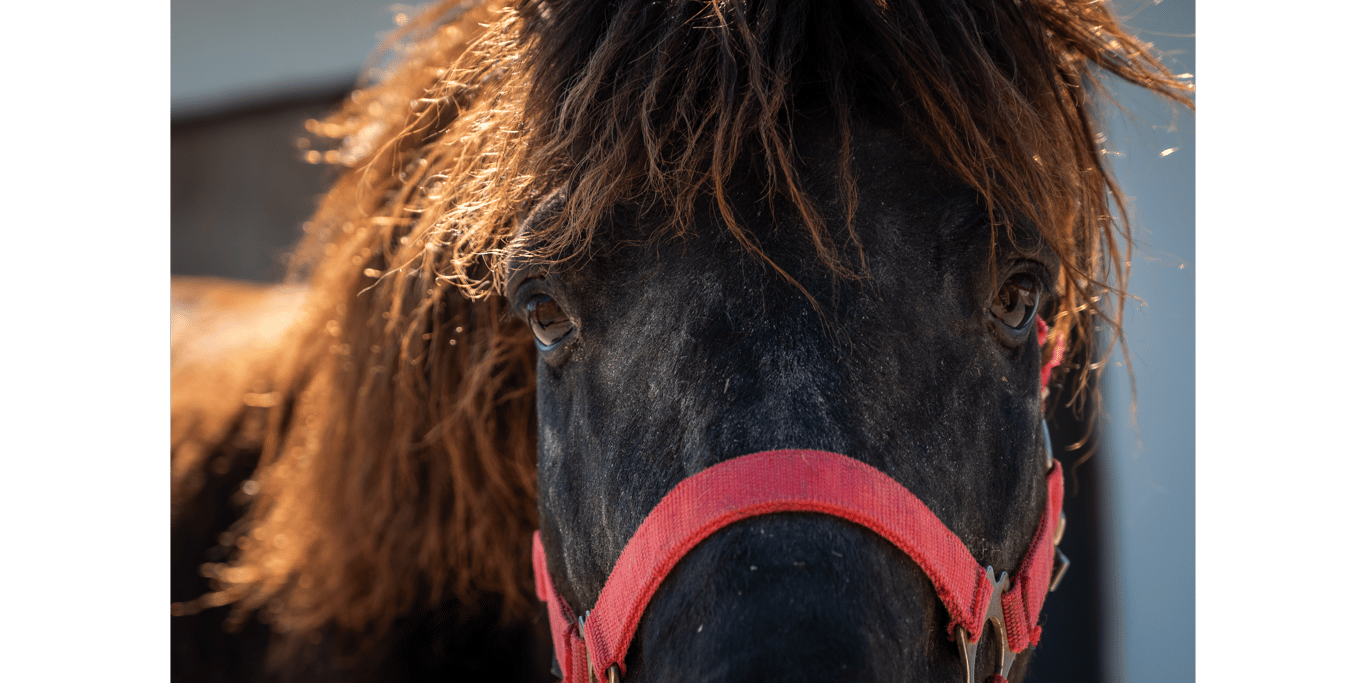 Save the Rhodian Small Horse