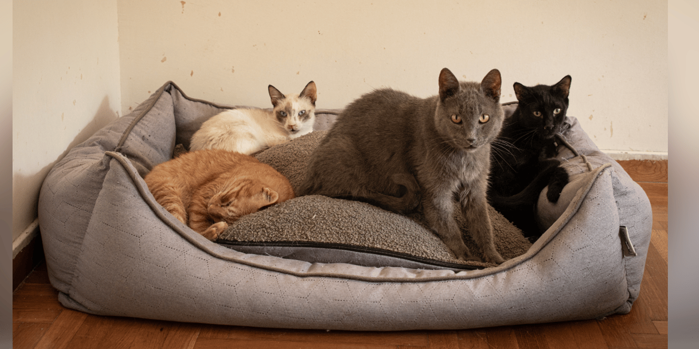 80 Katzen, zwei Tierschützerinnen und ein riesiger Schuldenberg