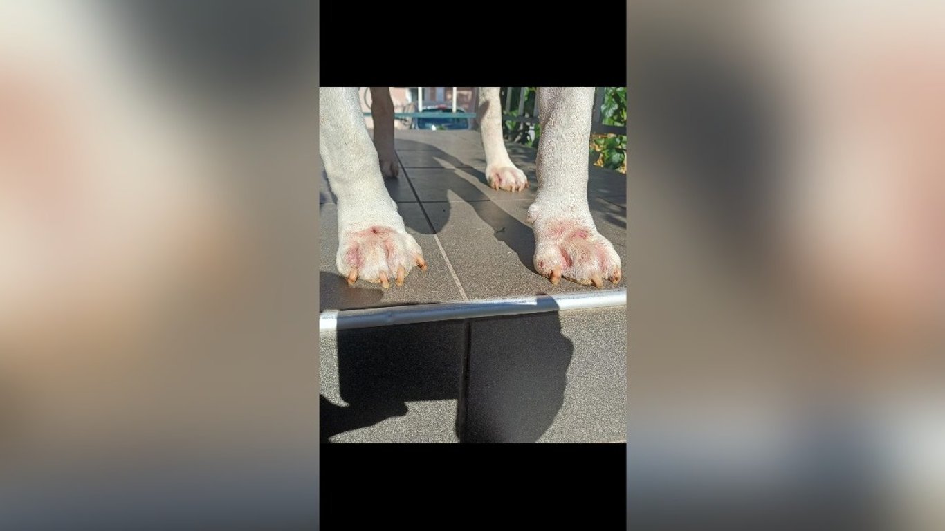 Help My Bull Terrier Walk Without Pain Again