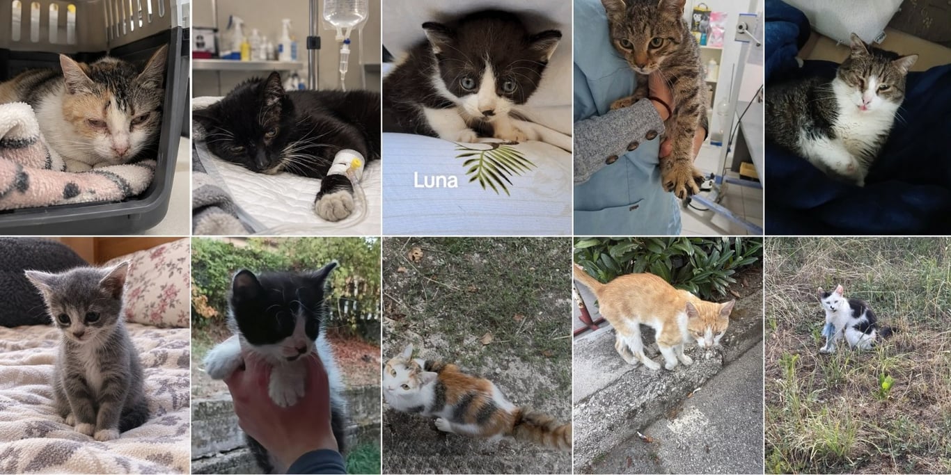 Help Us Build a Safe Haven for Cats in Zenica