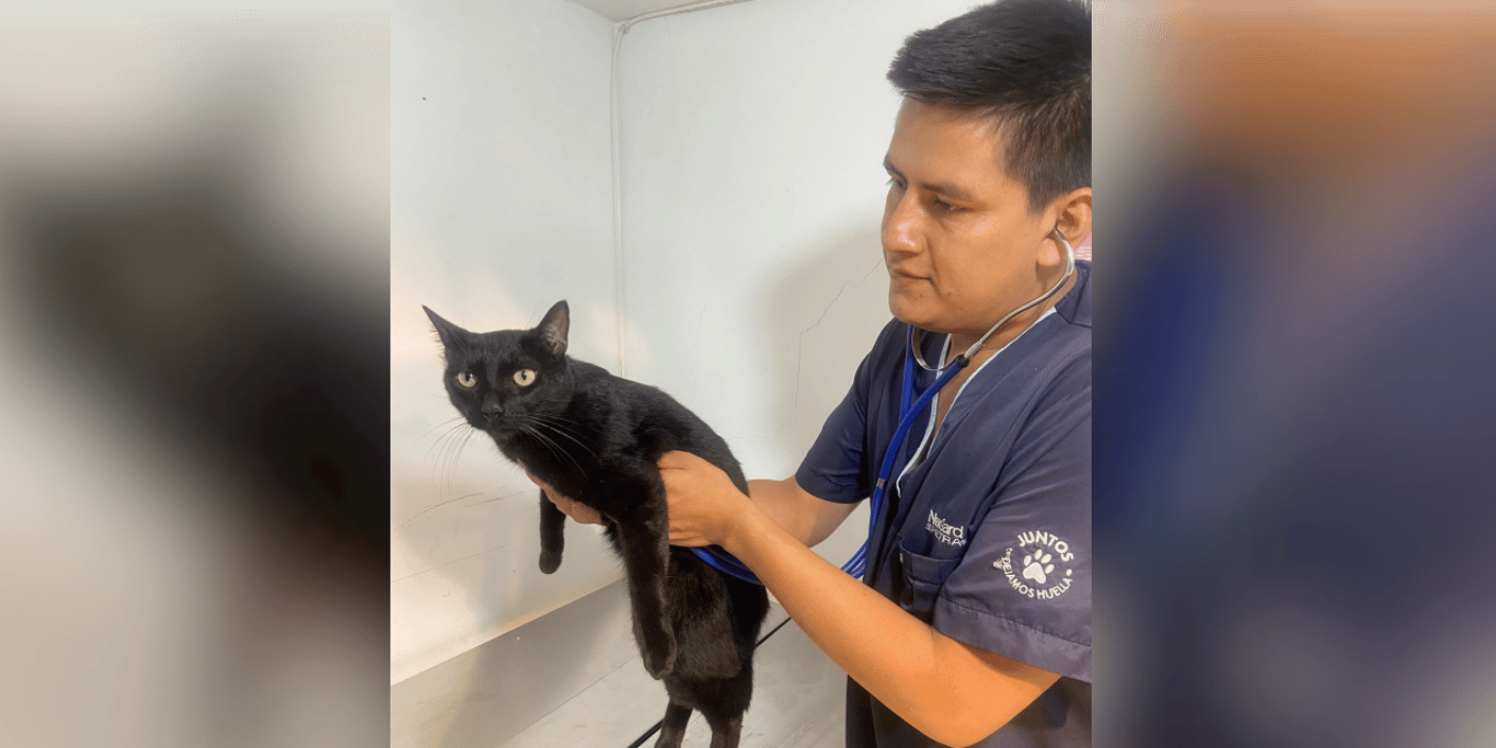 Huellitas de Esperanza: Emergency Animal Relief in Colombia.