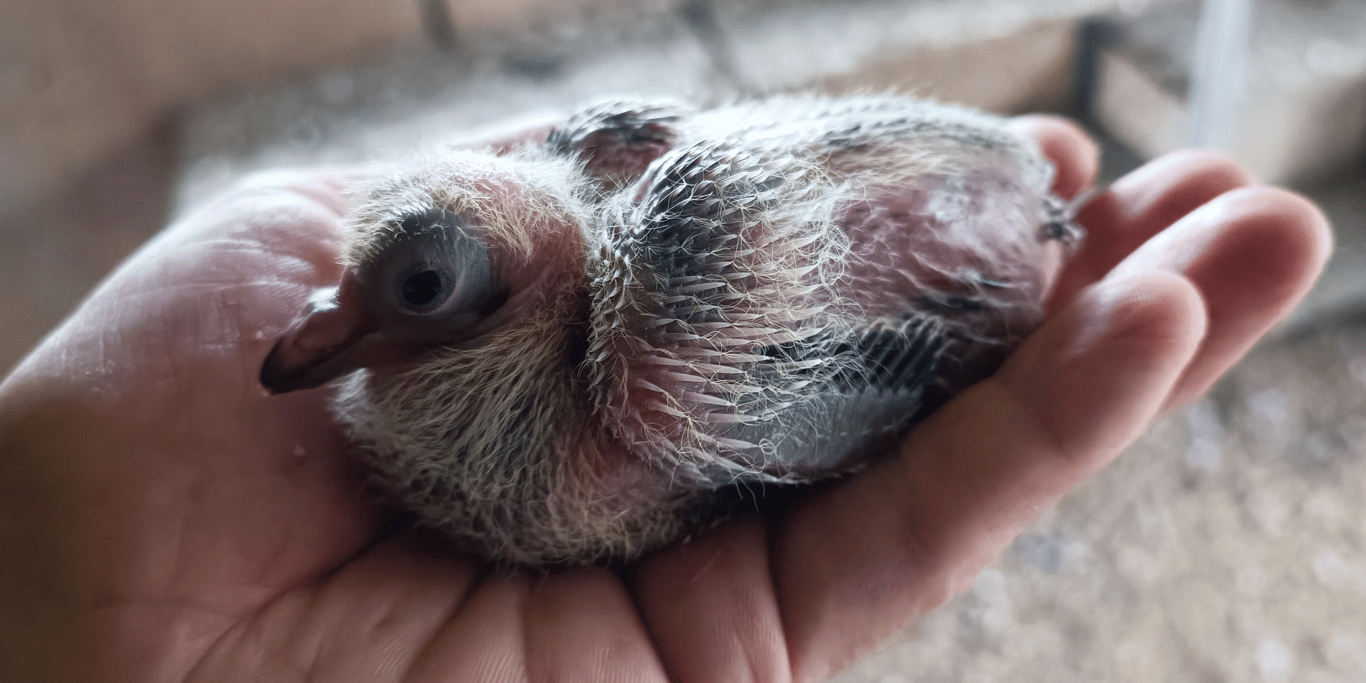 Help for are bird shelter