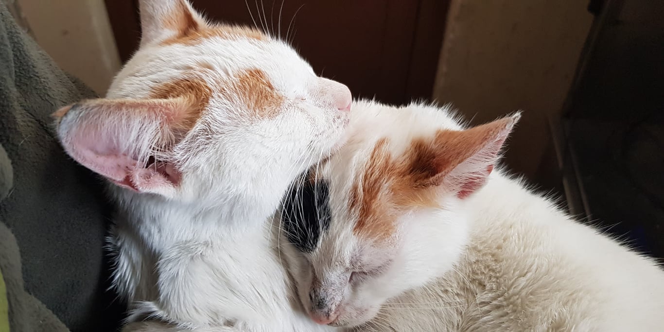 FUNDRAISING FOR STRAY CATS IN CRETE