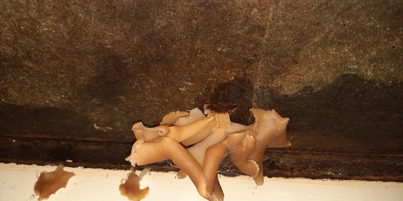 Help Sarah en Isabella met hun huis en hun gezondheid.