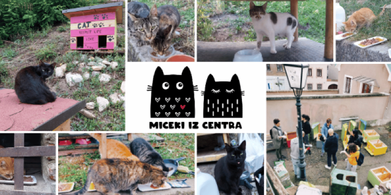Help stray cats of Zagreb! 🐈