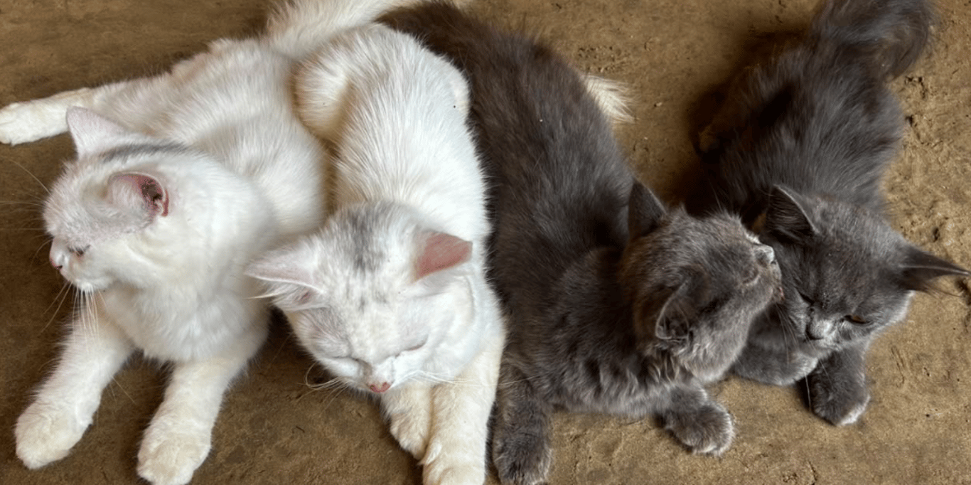 Support Stray Cats