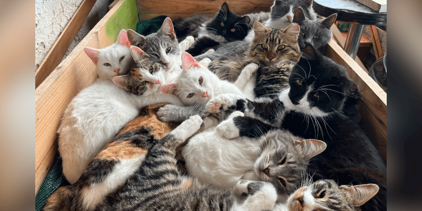 CatLife with Mehrnaz