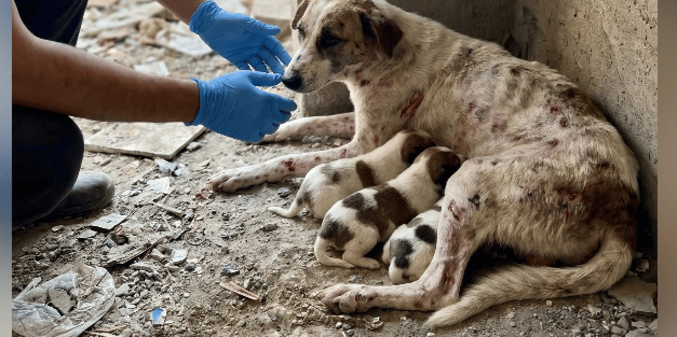 Rescue street animals providing them food medical and shelter