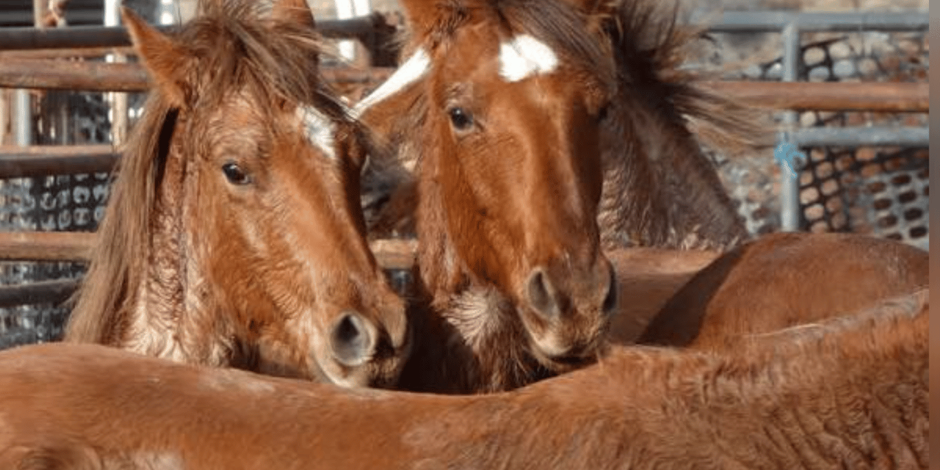 HELP SAVE HORSES LIVES