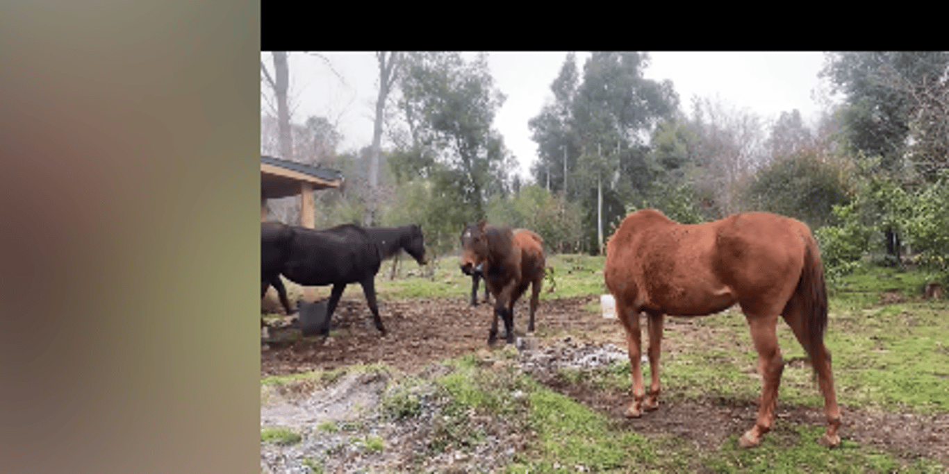 Restoring hope for horses