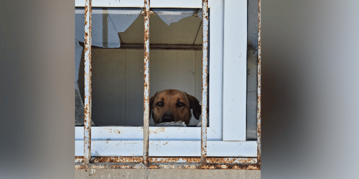 EMERGENCY FUNDRAISER - OUR DOGS ARE IN DANGER