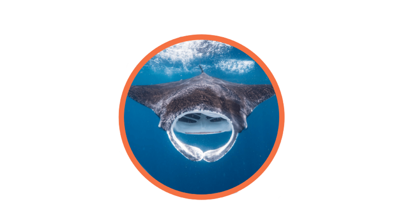 Giant Manta Ray