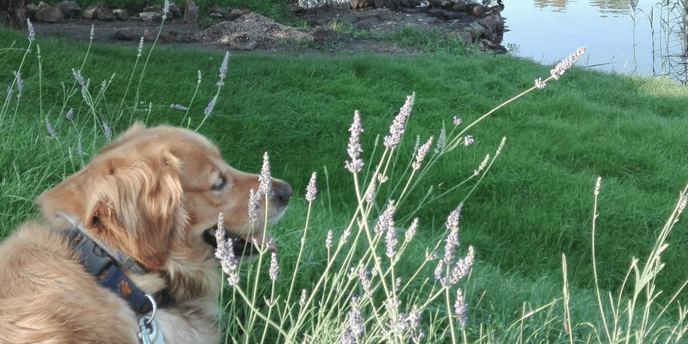 Segíts megmenteni szeretett kutyánkat, Rozsdást🐾