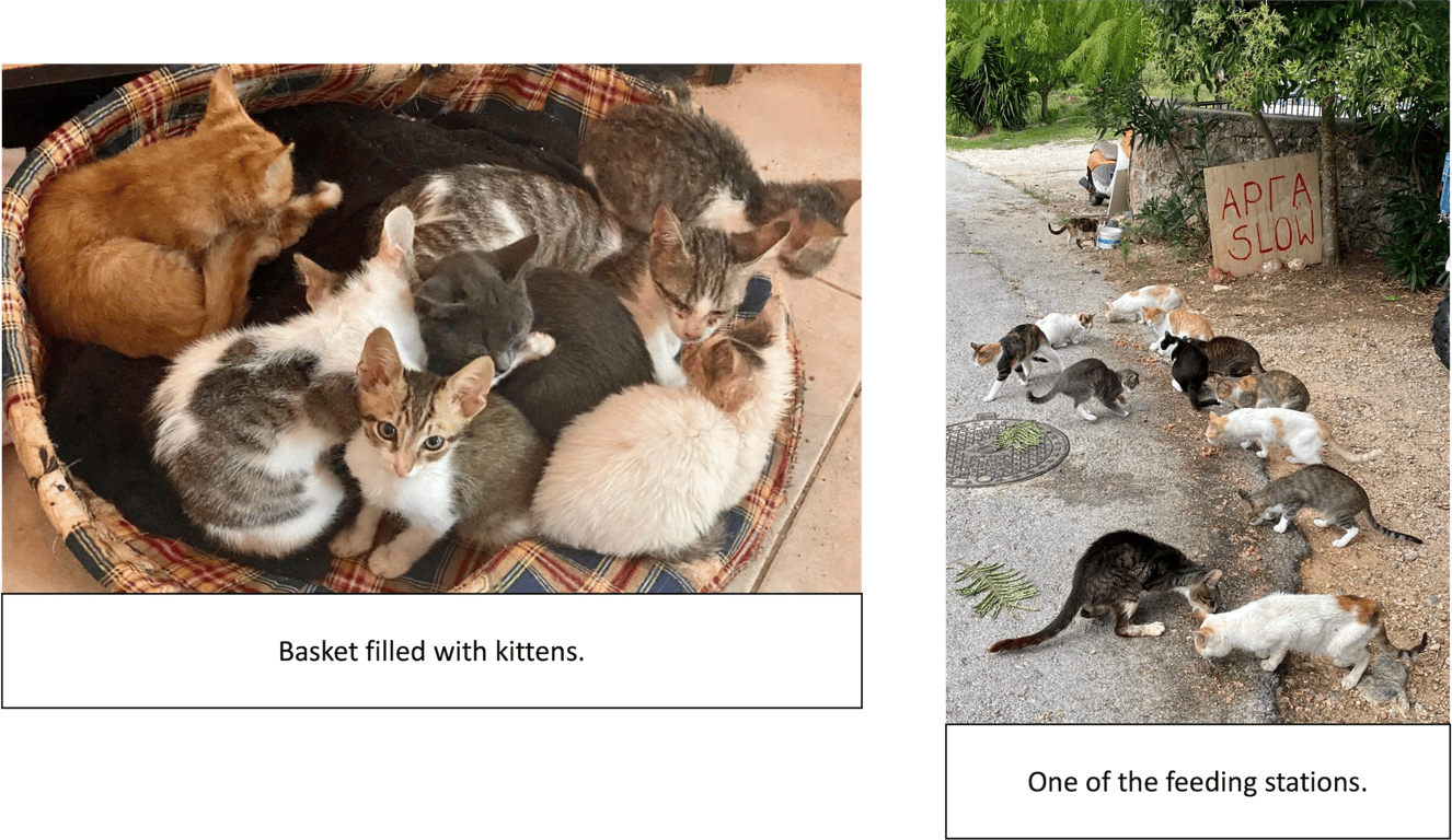 Fundraising Cats Of Parga 