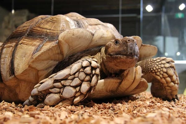 WhyDonaten menestyneimmät varainhankintakampanjat - Reptile house in Breda