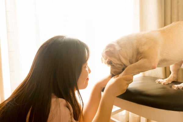 don pour animaux