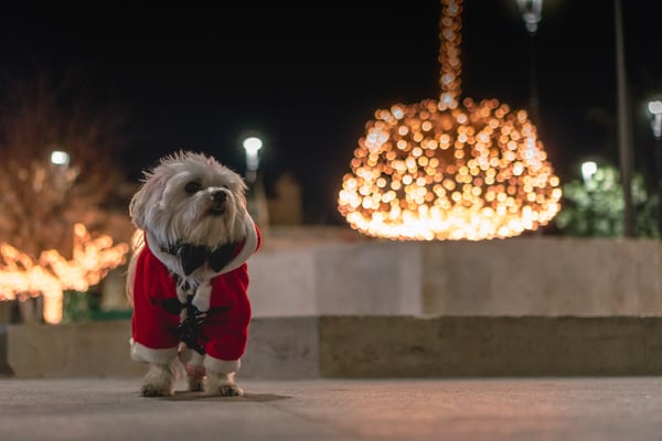 Christmas Fundraising Ideas - pet dress-up