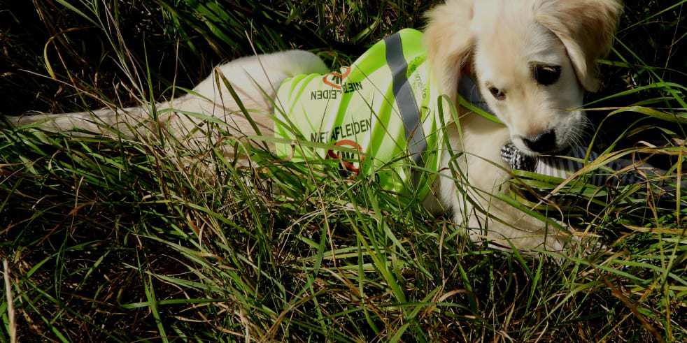 f2e24cb4 3592 11ec a3df 7b57568599a4 far4re Autizmus služobného psa Bart