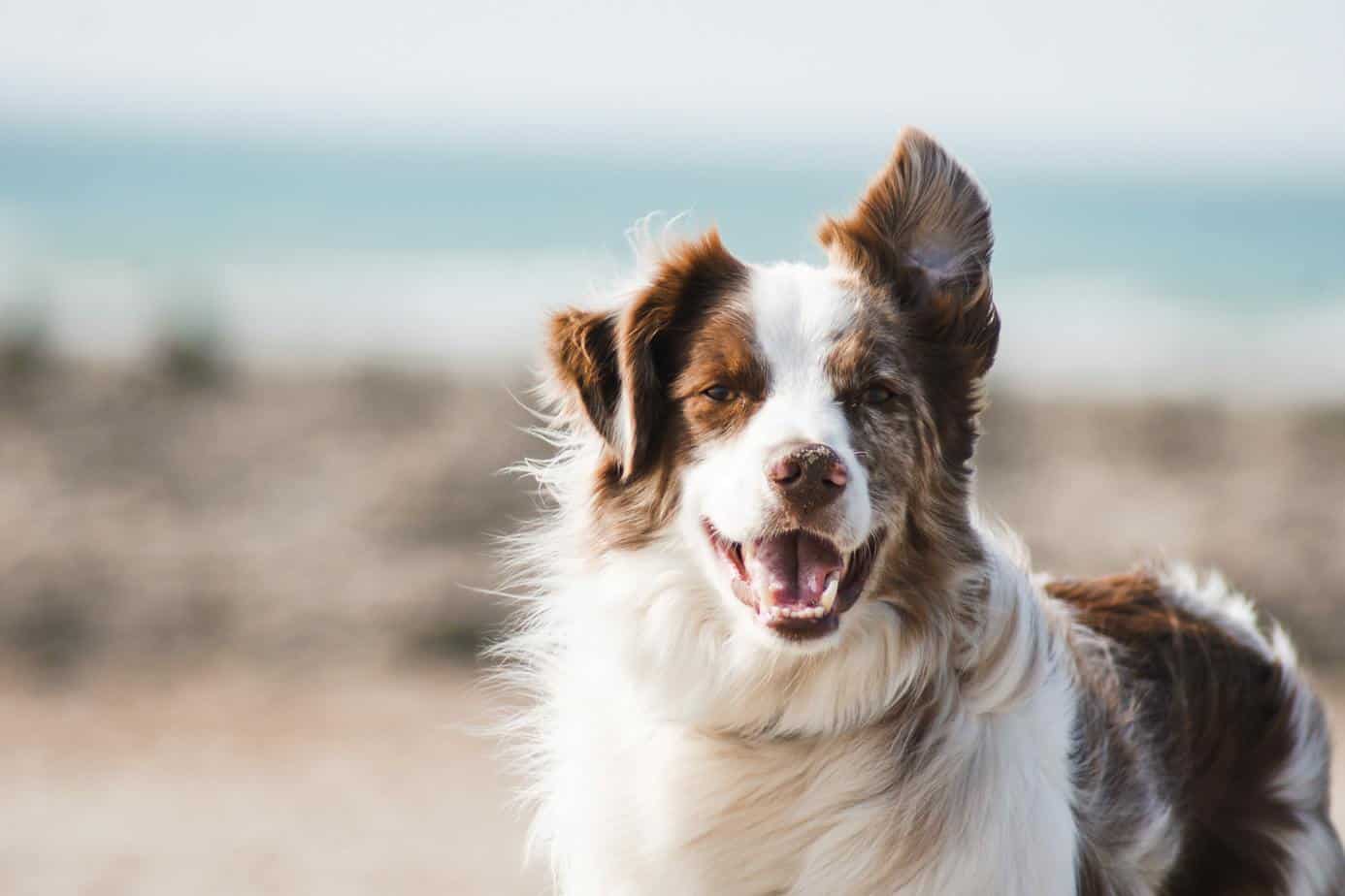 Crowdfunding Ψυχιατρικός σκύλος υπηρεσίας για τη Luna