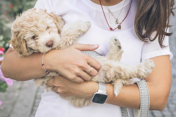 la chirurgie des animaux de compagnie