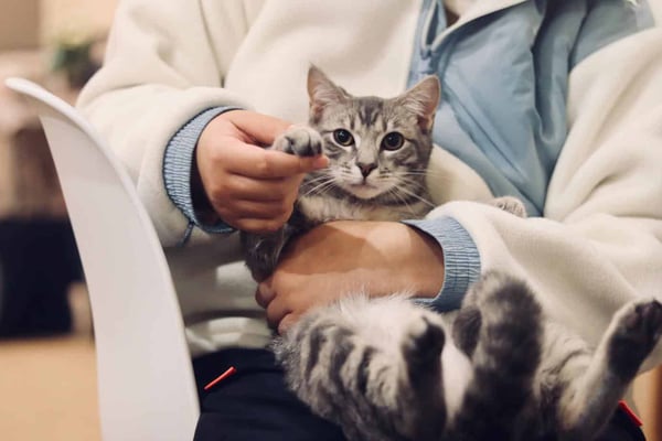 Geld inzamelen voor dieren