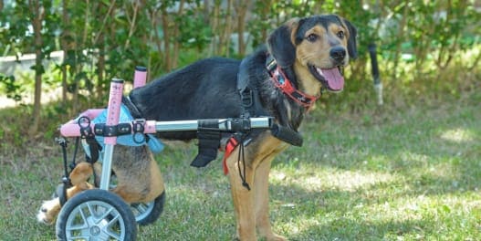 Um refúgio para animais de estimação com deficiência