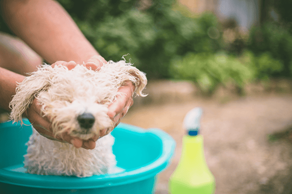 Idéer för insamling till djur - hundtvätt