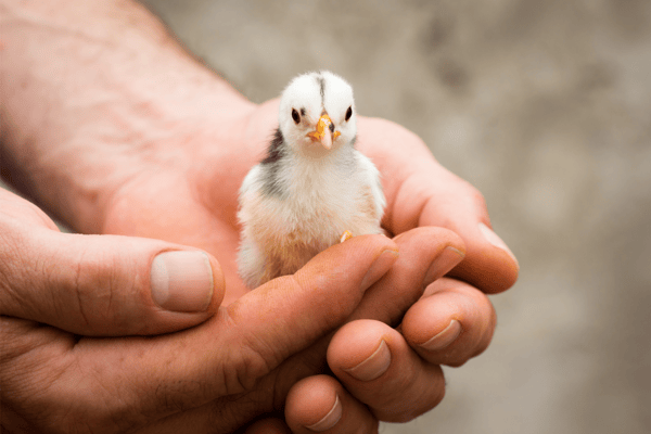 Animal love