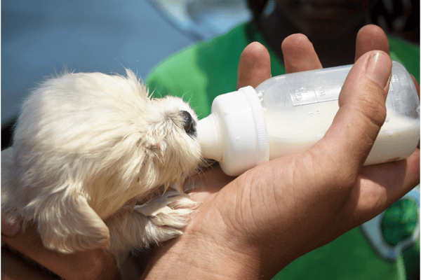 Beneficencia para el bienestar de los animales