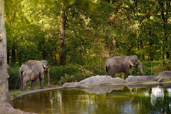 zoo fundraising events