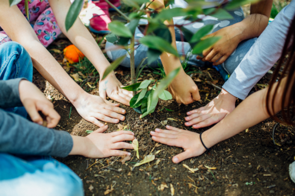 political fundraising tree planting